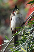 Red-whiskered Bulbul