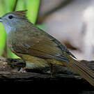 Bulbul pâle