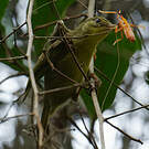 Bulbul tétraka