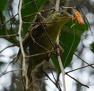 Long-billed Bernieria