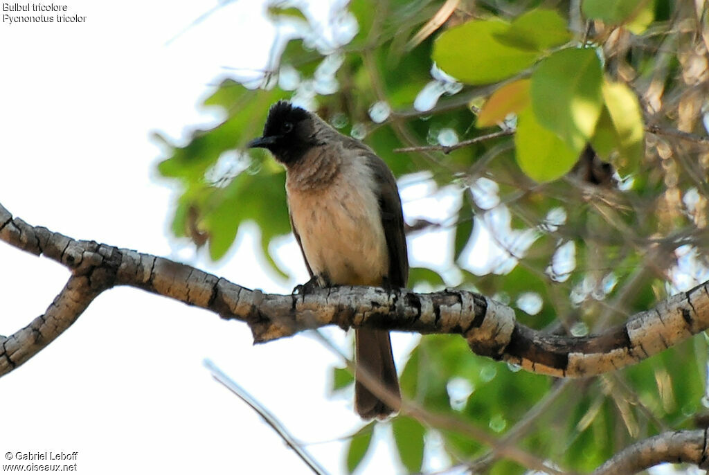 Bulbul tricolore