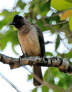 Dark-capped Bulbul