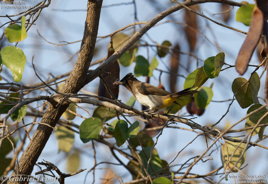 Bulbul tricolore