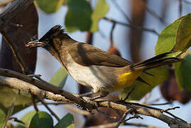 Dark-capped Bulbul