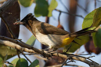 Bulbul tricolore