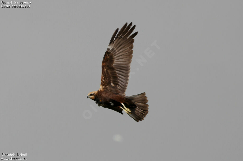 Western Marsh Harrier