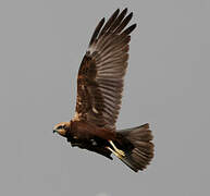 Western Marsh Harrier