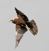 Western Marsh Harrier