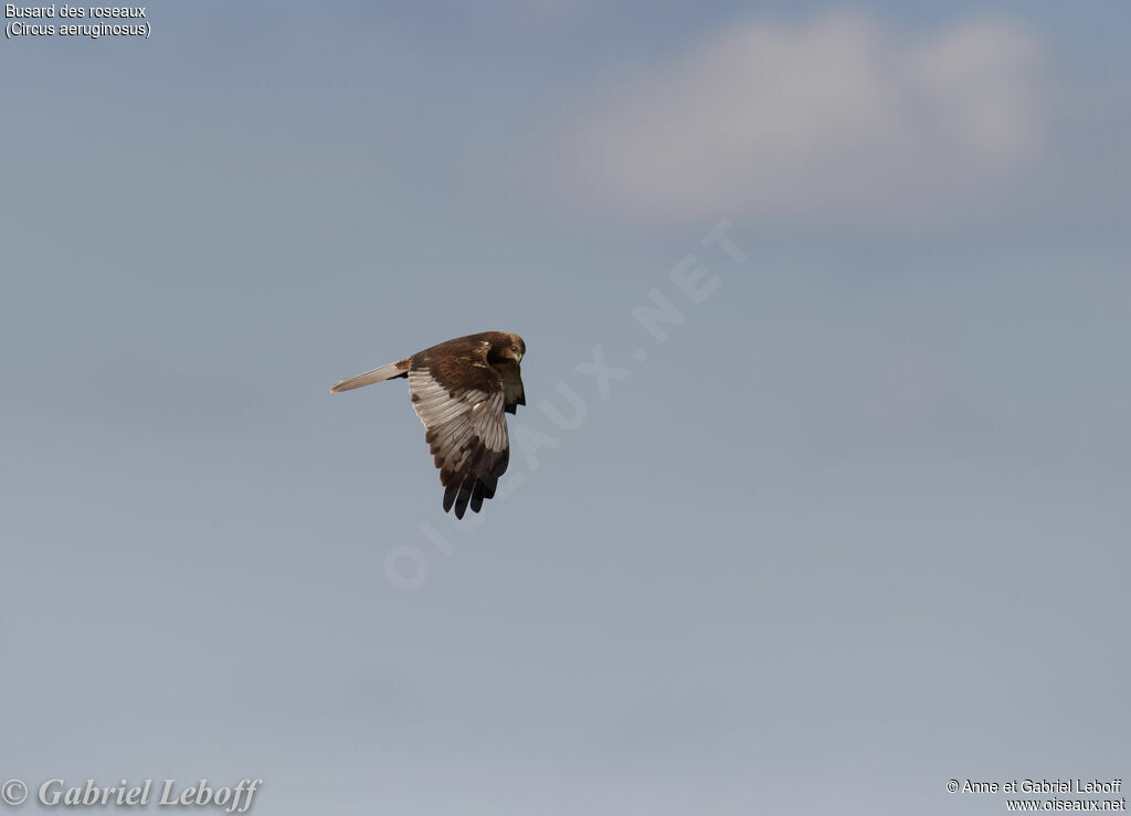 Western Marsh Harrier male