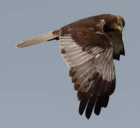 Western Marsh Harrier