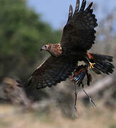 African Marsh Harrier