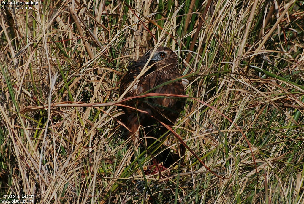 African Marsh Harrier