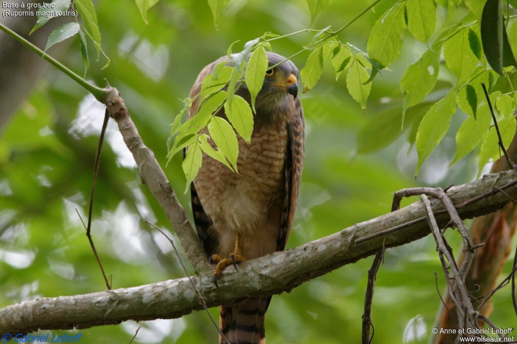 Roadside Hawkadult