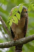 Roadside Hawk