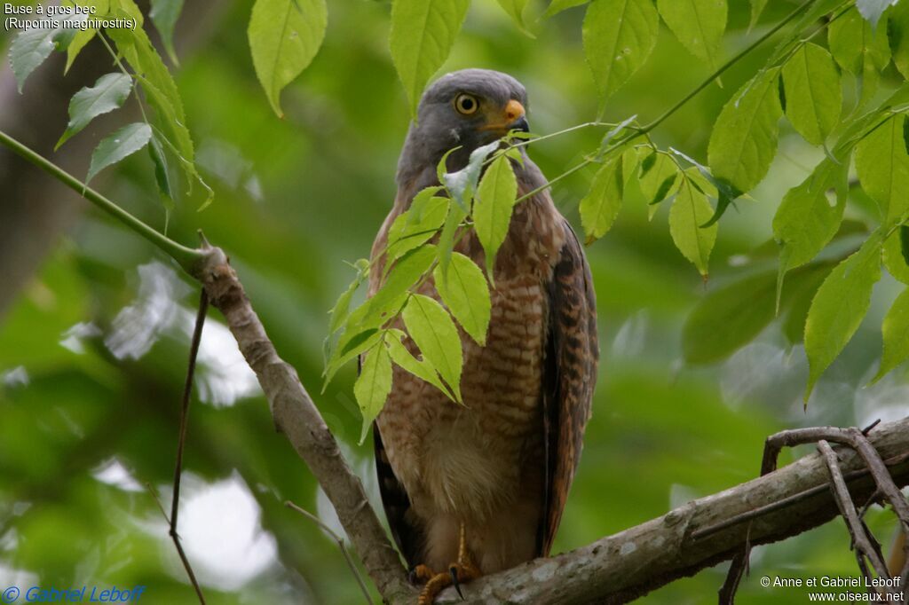 Roadside Hawkadult