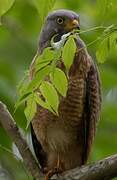 Roadside Hawk