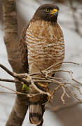 Roadside Hawk