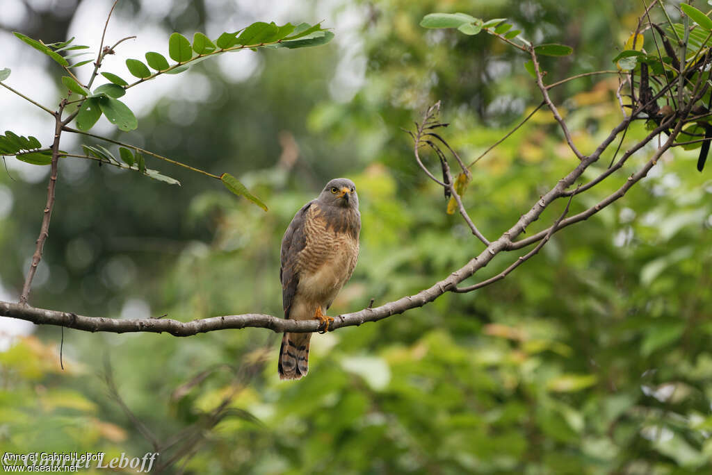 Roadside Hawk, habitat