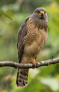 Roadside Hawk