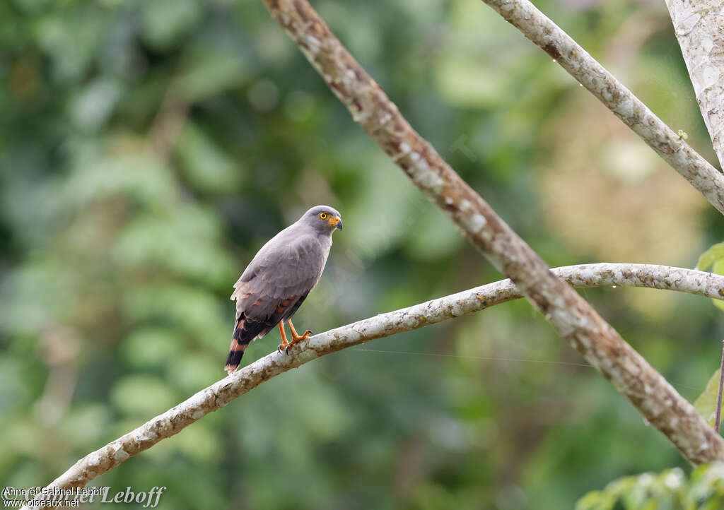 Roadside Hawkadult, identification