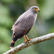 Roadside Hawk