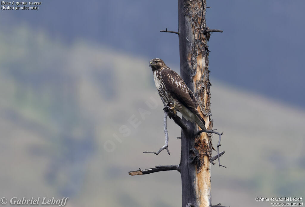 Red-tailed HawkFirst year