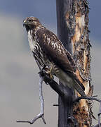 Red-tailed Hawk