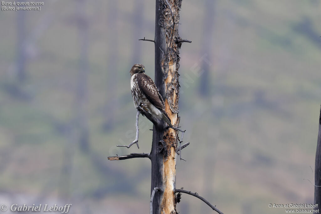 Red-tailed HawkFirst year