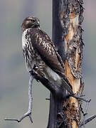 Red-tailed Hawk