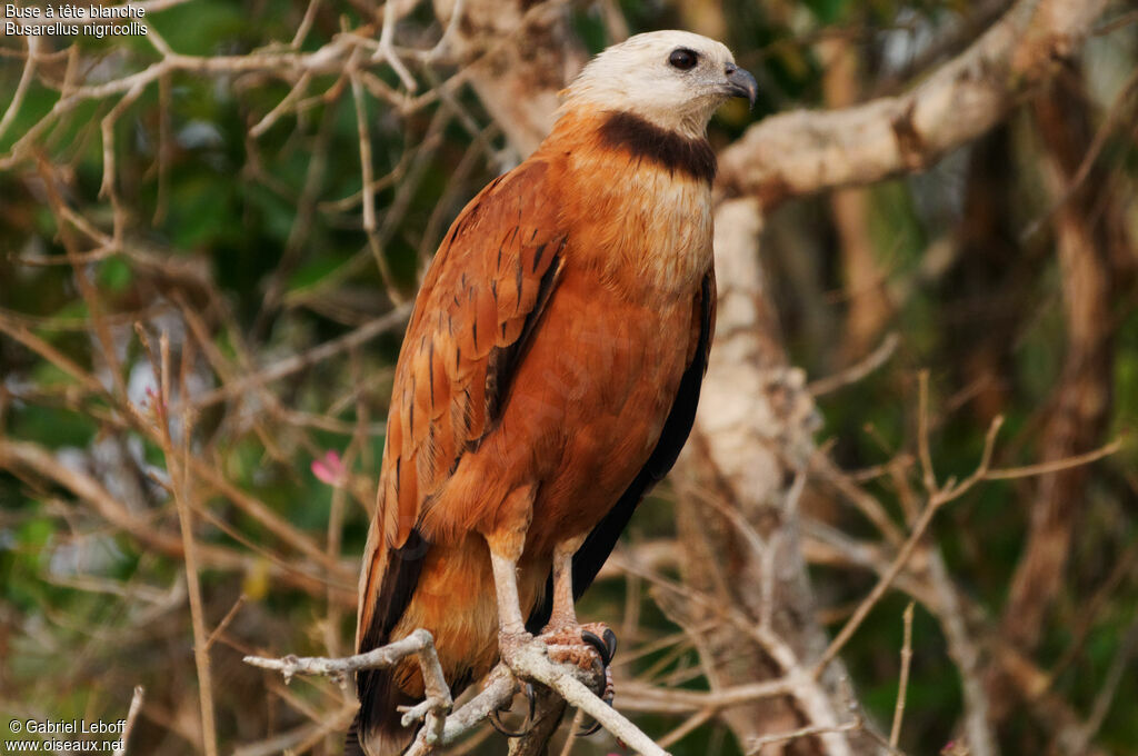 Black-collared Hawk