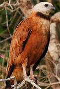 Black-collared Hawk