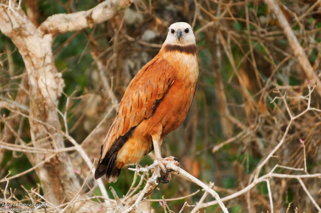 Black-collared Hawkadult, identification