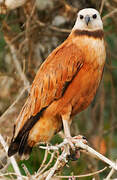 Black-collared Hawk