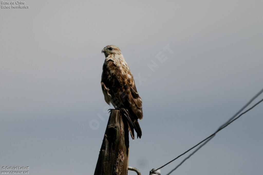 Upland Buzzard