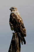 Upland Buzzard