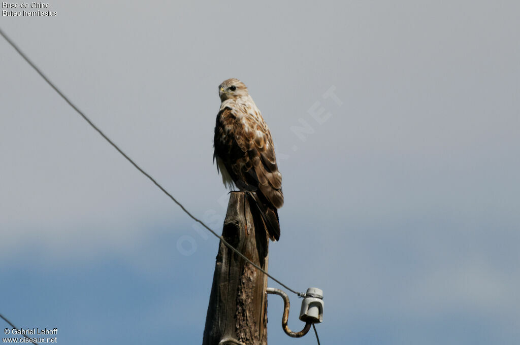 Upland Buzzard