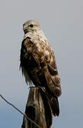 Upland Buzzard