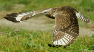 Upland Buzzard