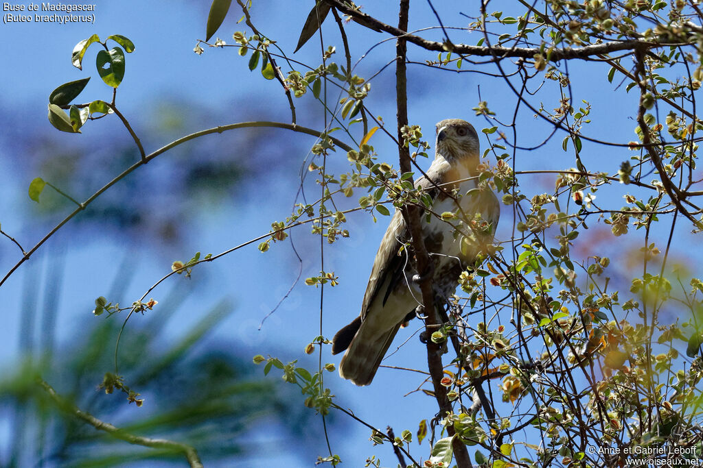 Madagascar Buzzard