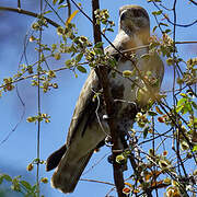 Madagascan Buzzard