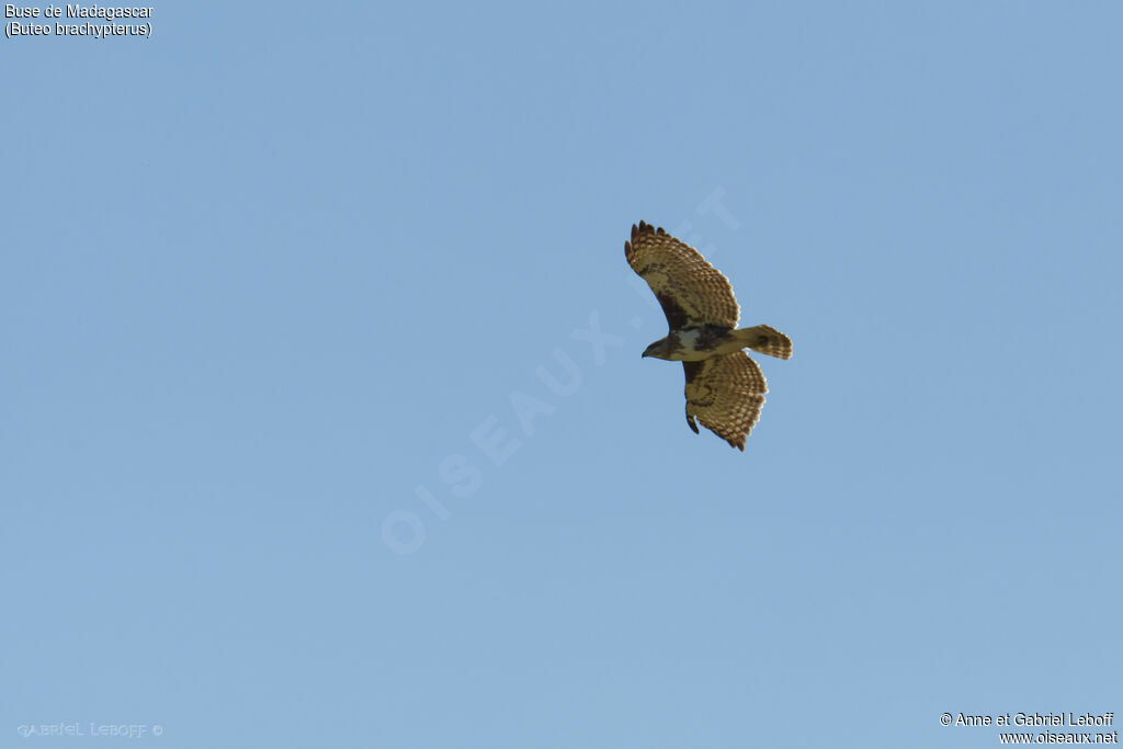 Madagascar Buzzard