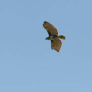 Madagascar Buzzard