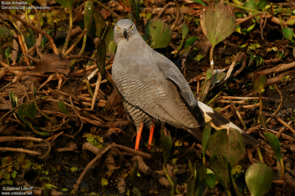 Buse échasse