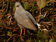 Crane Hawk