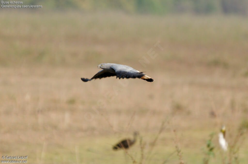 Buse échasse