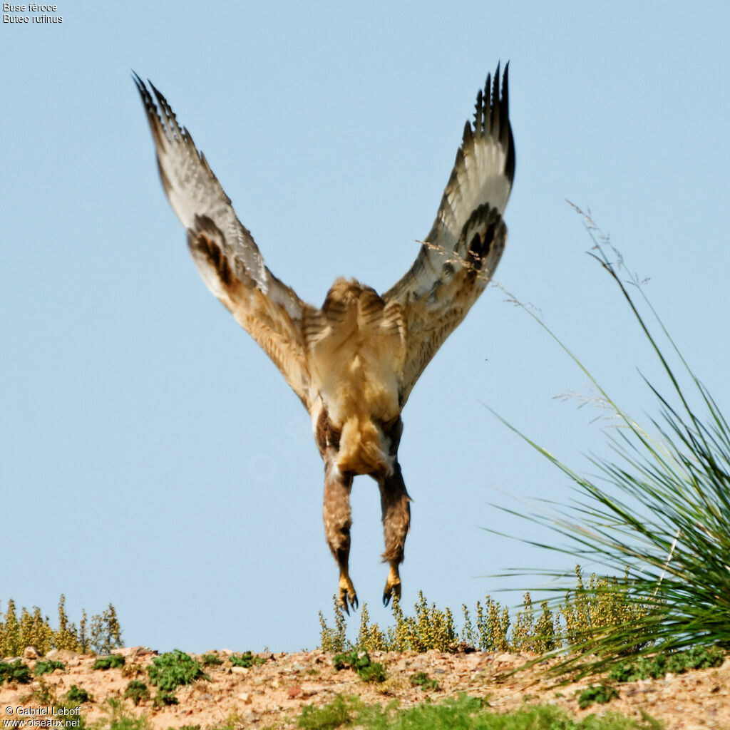 Long-legged Buzzard