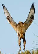 Long-legged Buzzard