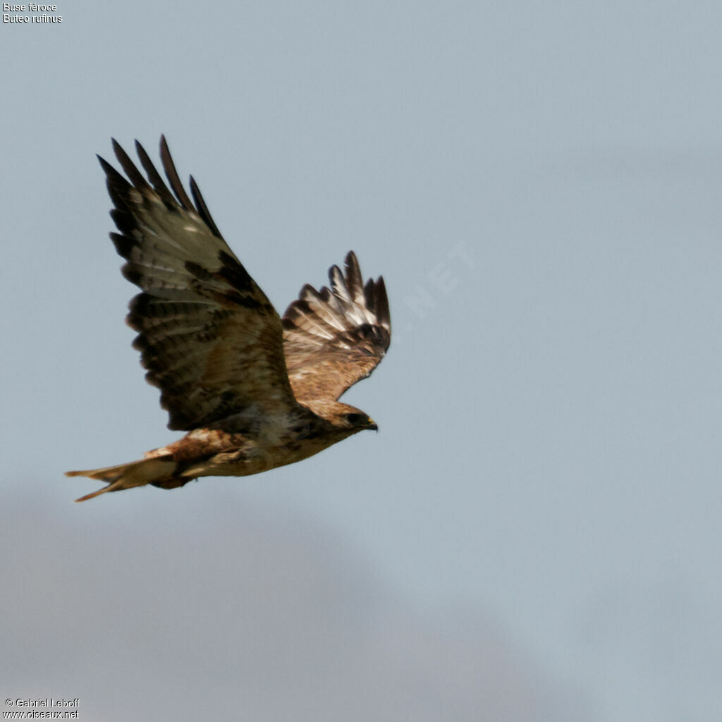 Long-legged Buzzard