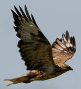 Long-legged Buzzard