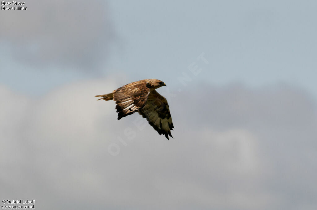 Long-legged Buzzard